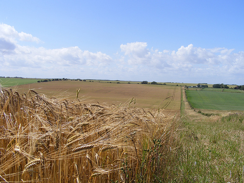 Imagenes En Campos De Trigo En Inglaterra